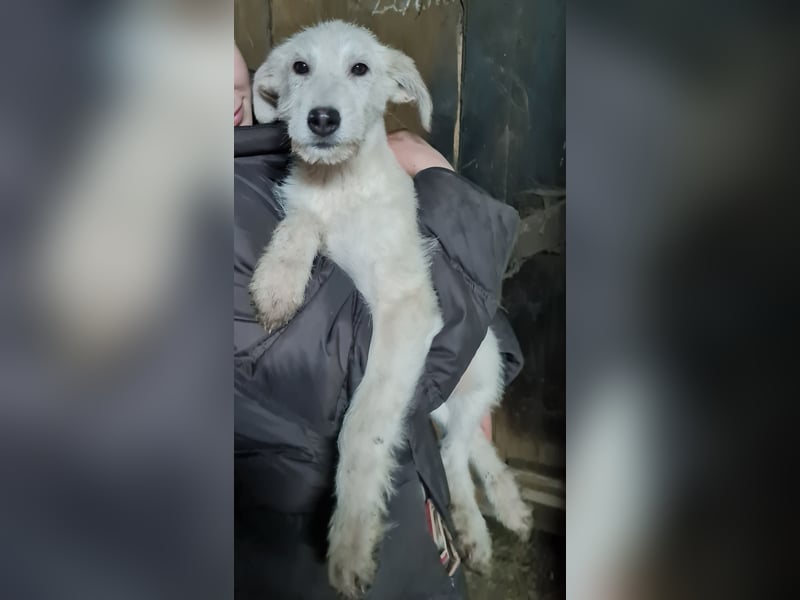 Irish Wolfhound Mix