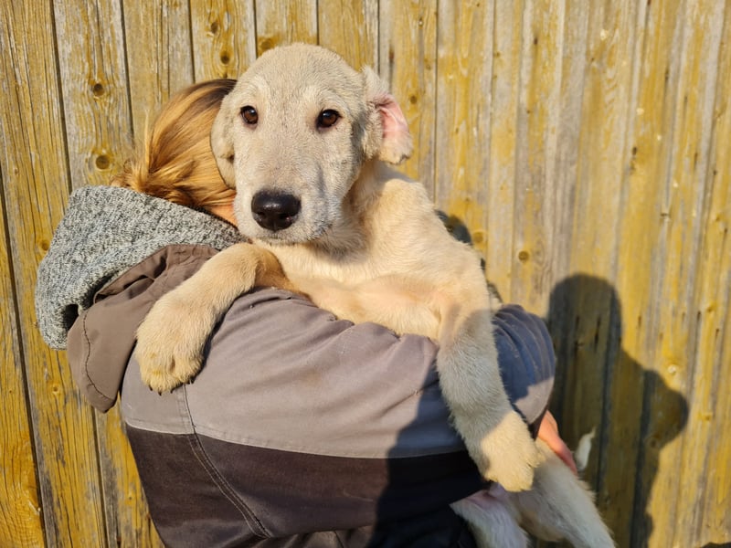 Irischer Wolfshund Labrador Mix Welpen