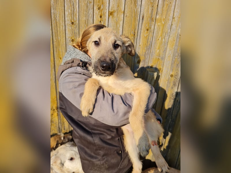Irischer Wolfshund Labrador Mix Welpen