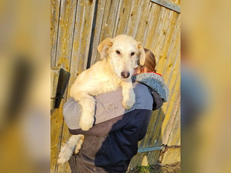 Irish Wolfhound Mix