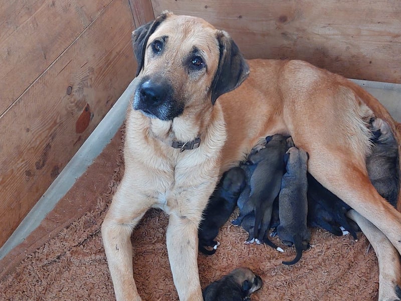 Irischer Wolfshund Labrador Mix Welpen