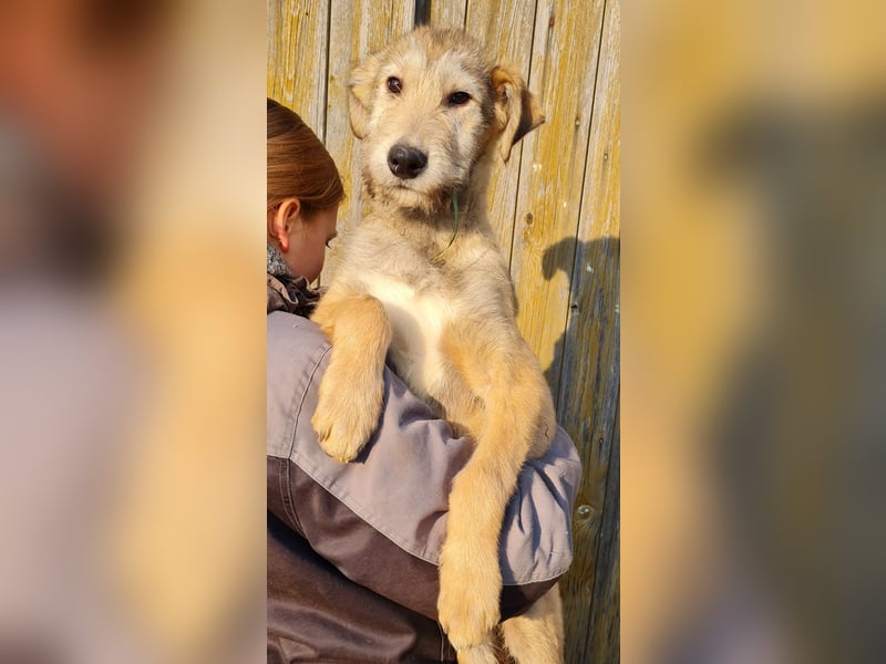 Irish Wolfhound Mix