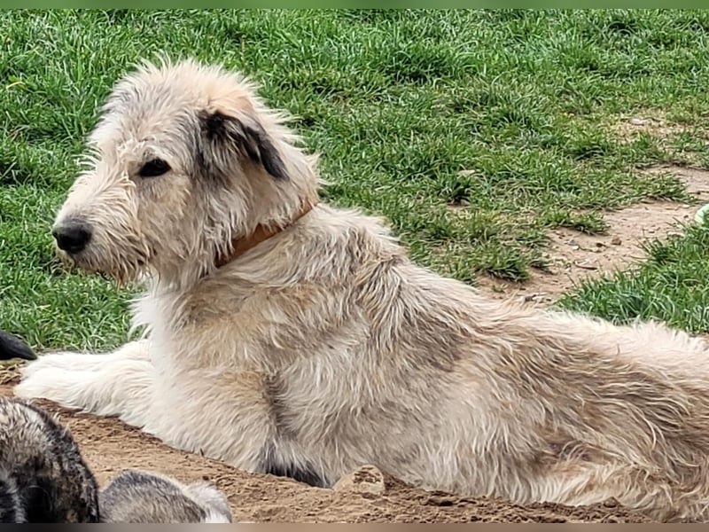 Irischer Wolfshund Labrador Mix Welpen
