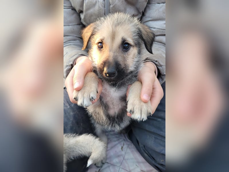 Irischer Wolfshund Labrador Mix Welpen