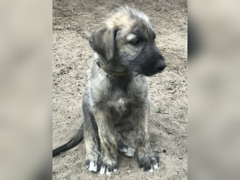 Irische Wolfhound  Welpen mit Papiere!!!!