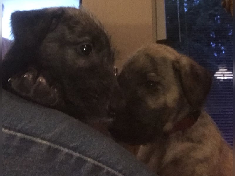 Irische Wolfhound  Welpen mit Papiere!!!!