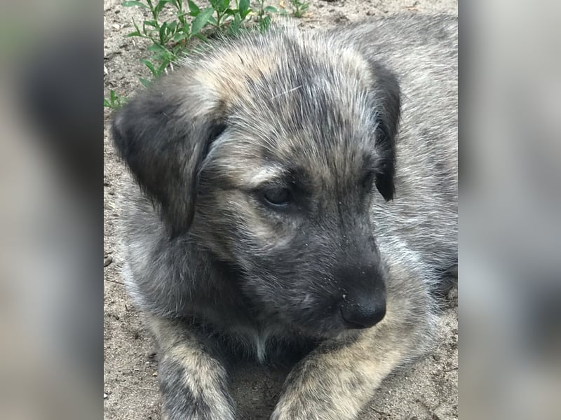 Irische Wolfhound  Welpen mit Papiere!!!!
