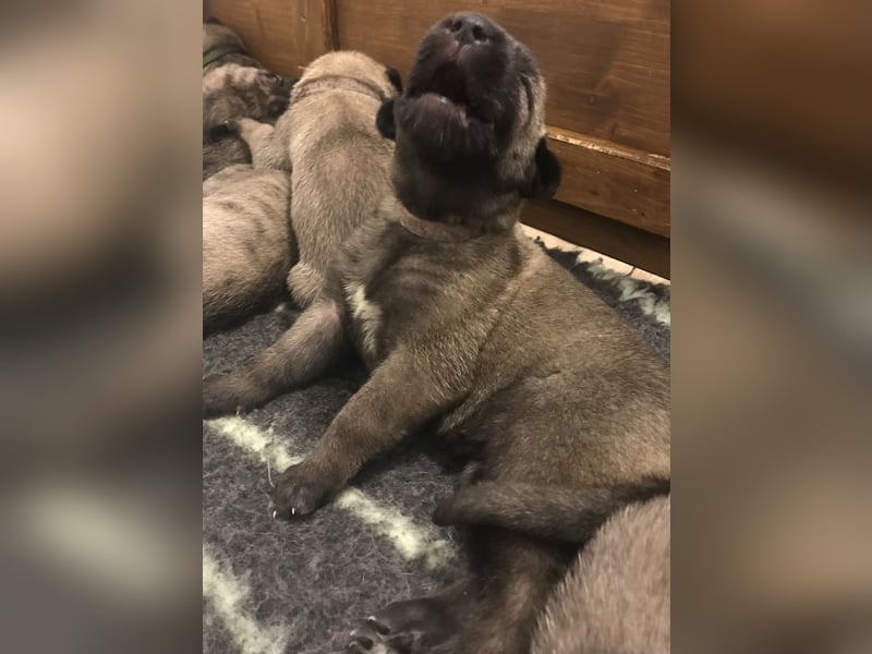 Irische Wolfhound  Welpen mit Papiere!!!!