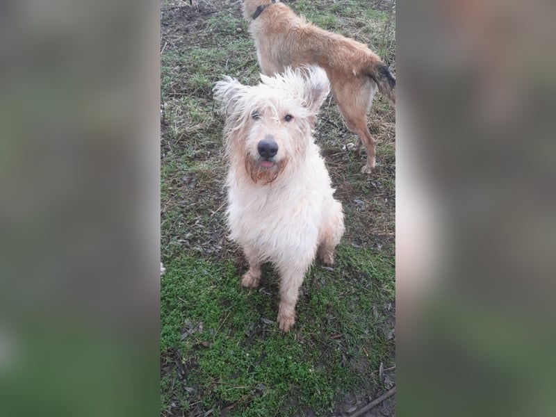 Irischer Wolfshund - Mischlinge