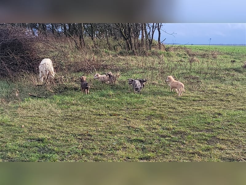 Irischer Wolfshund - Mischlinge