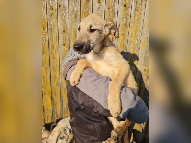 Irischer Wolfshund Labrador Mix Junghunde