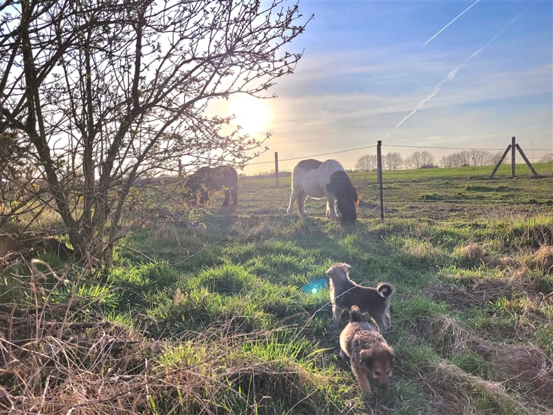 Irischer Wolfshund - Mischlinge