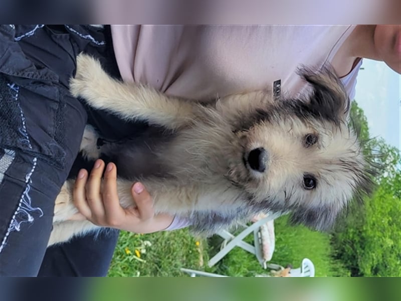 Irischer Wolfshund - Mischlinge