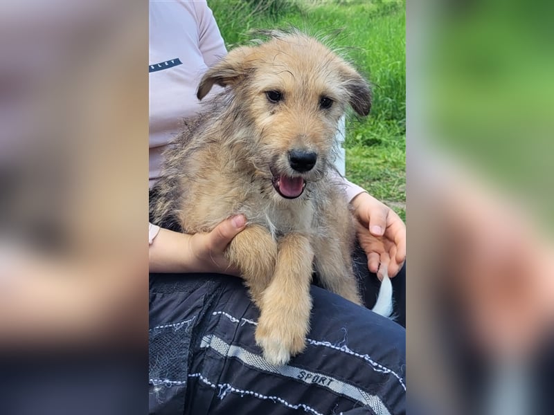 Irischer Wolfshund - Mischlinge
