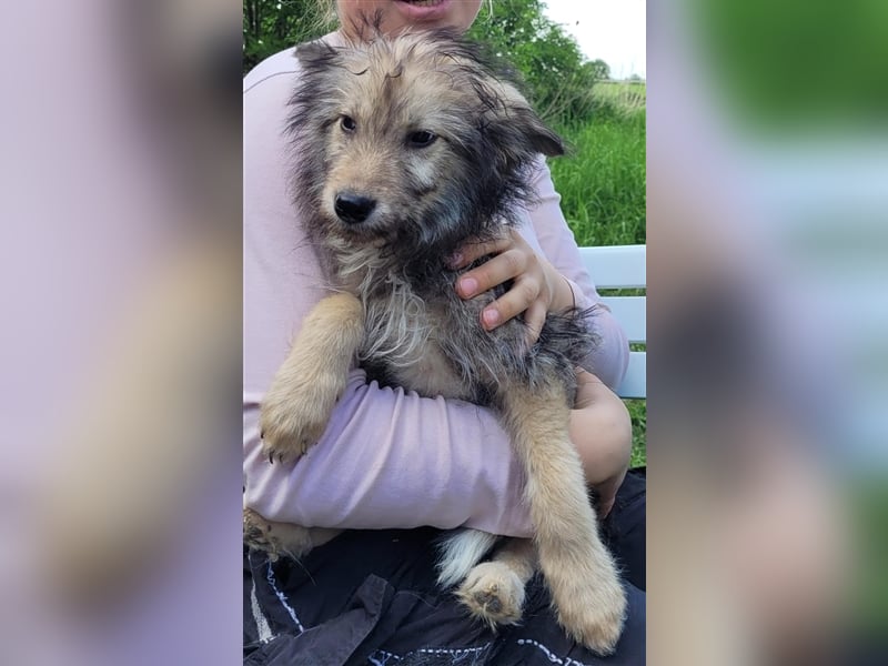 Irischer Wolfshund - Mischlinge