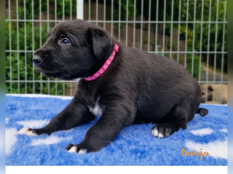 Drei Irish Wolfhound Welpen suchen ihr neues Zuhause!