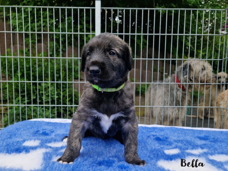 Drei Irish Wolfhound Welpen suchen ihr neues Zuhause!