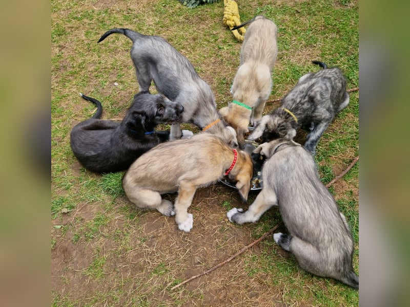 Irish Wolfhound B-Wurf im April 2026 erwartet