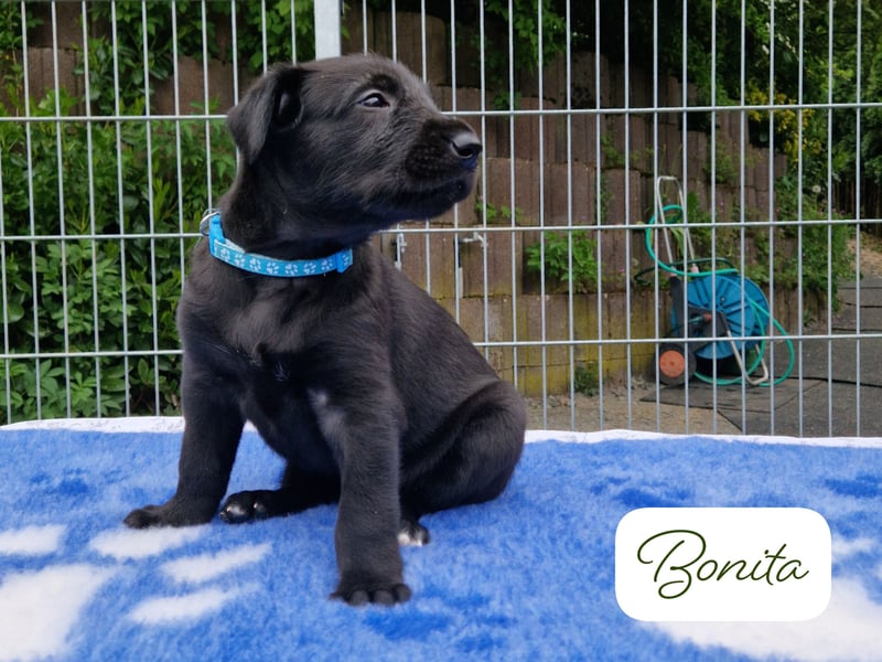 Drei Irish Wolfhound Welpen suchen ihr neues Zuhause!