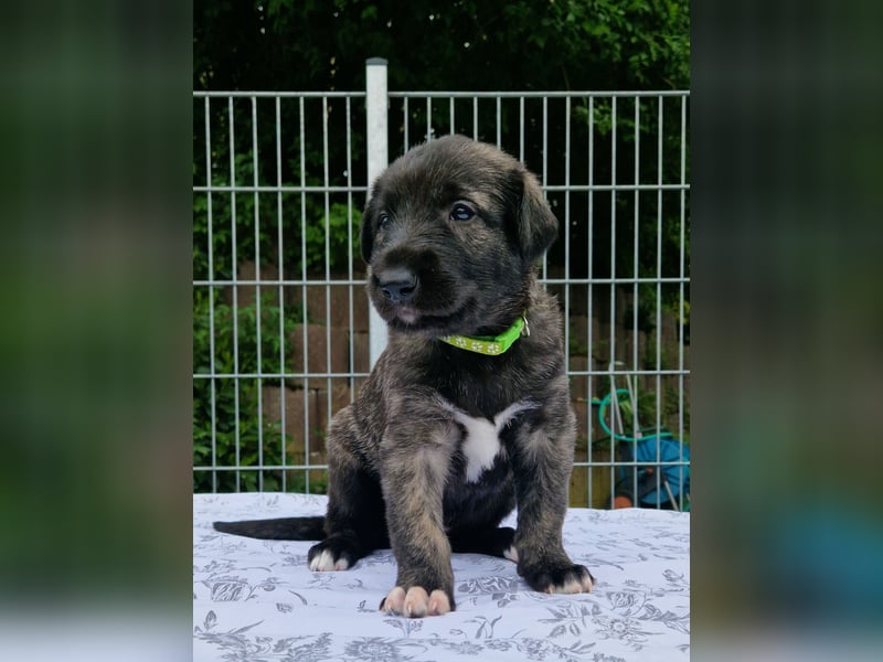 Drei Irish Wolfhound Welpen suchen ihr neues Zuhause!