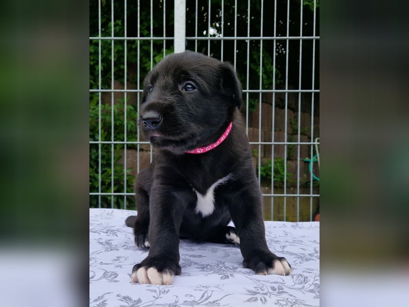 Drei Irish Wolfhound Welpen suchen ihr neues Zuhause!