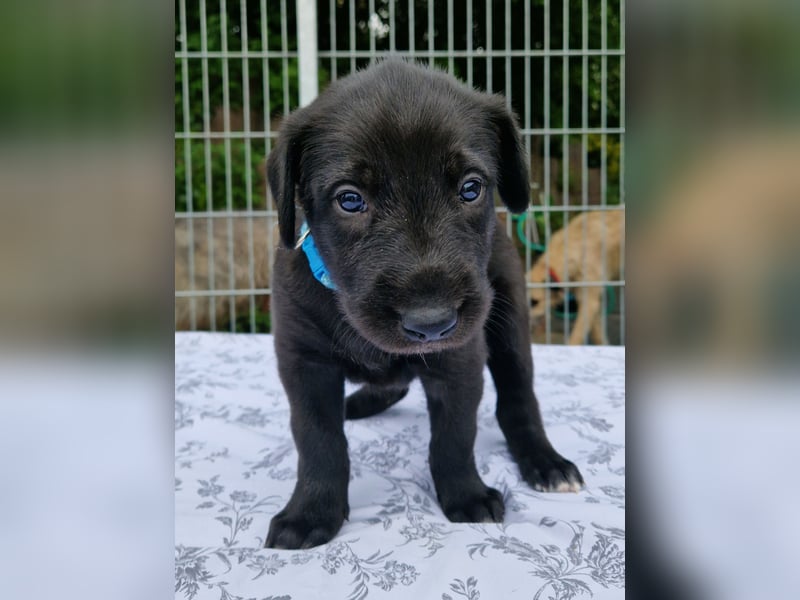 Drei Irish Wolfhound Welpen suchen ihr neues Zuhause!