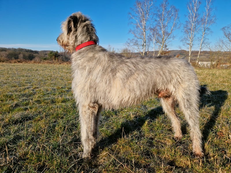 Drei Irish Wolfhound Welpen suchen ihr neues Zuhause!