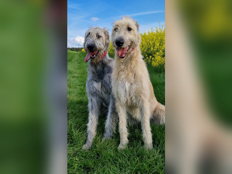 Drei Irish Wolfhound Welpen suchen ihr neues Zuhause!