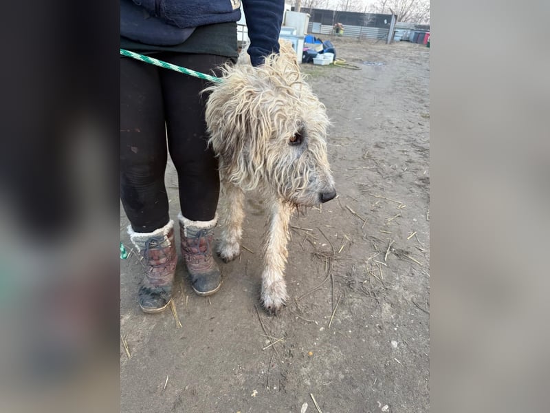 Falcor sucht sein Für-immer-Zuhause