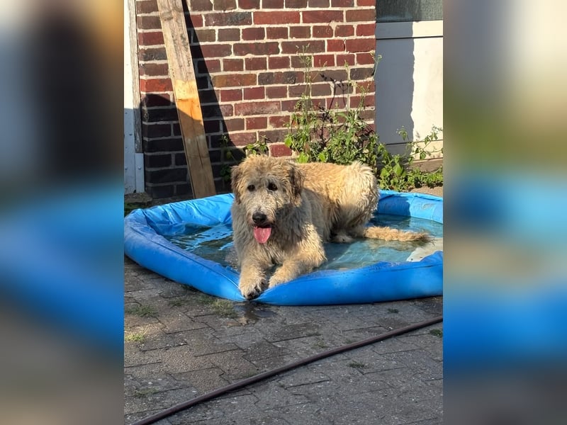 Falcor wartet in Deutschland auf seine Menschen