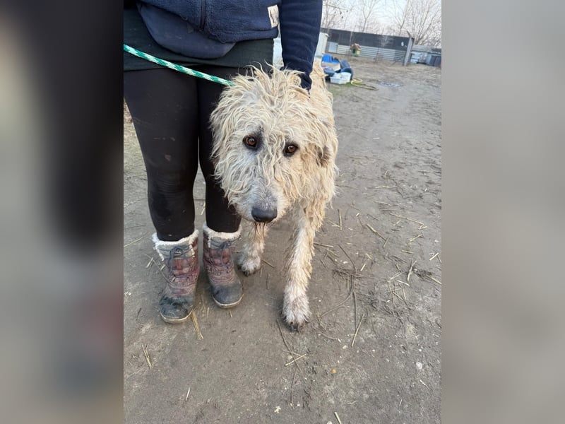 Falcor wartet in Deutschland auf seine Menschen