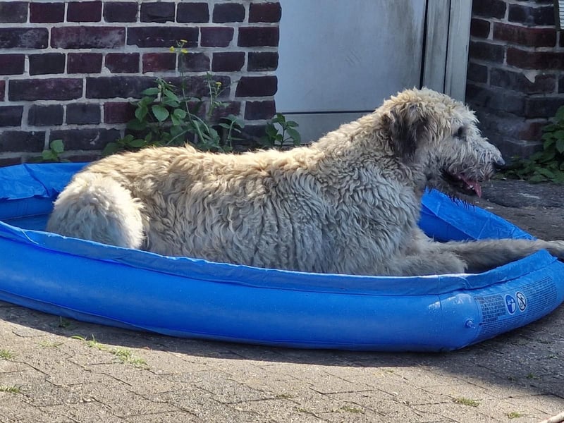 Falcor wartet in Deutschland auf seine Menschen