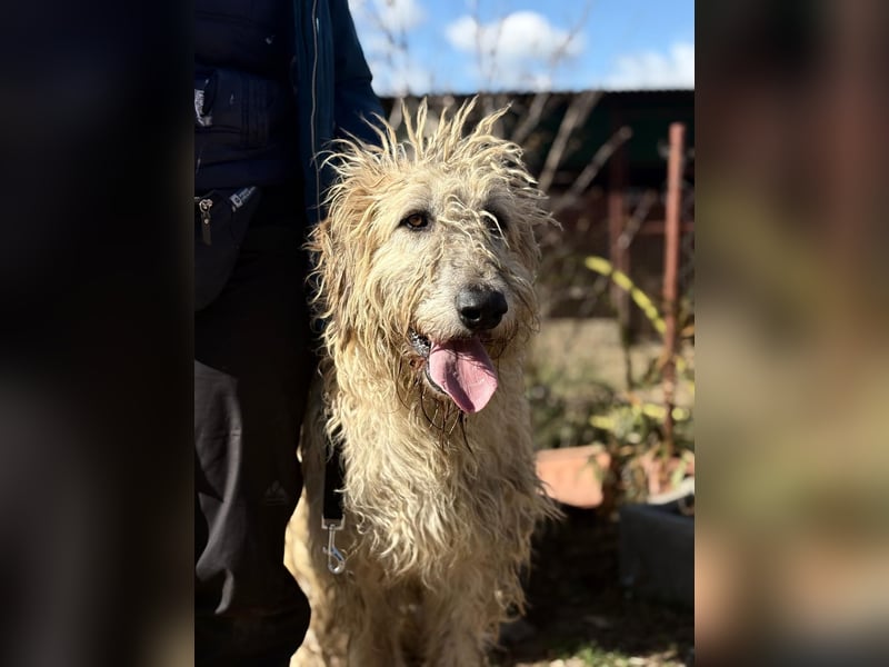 Falcor wartet in Deutschland auf seine Menschen