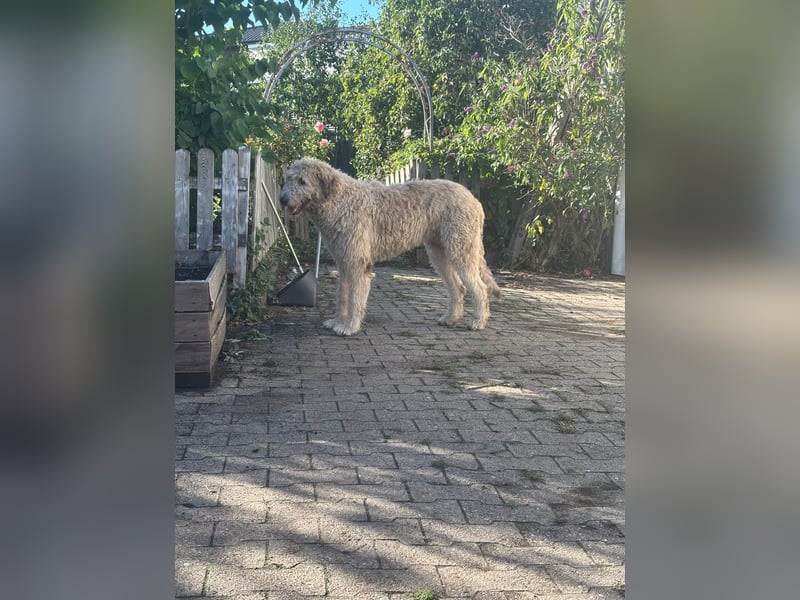Falcor wartet in Deutschland auf seine Menschen