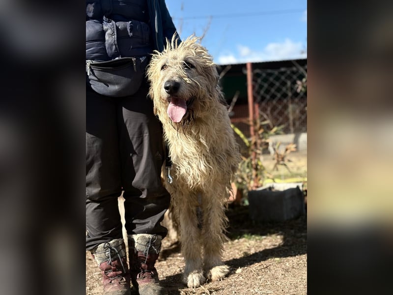 Falcor sucht sein Für-immer-Zuhause