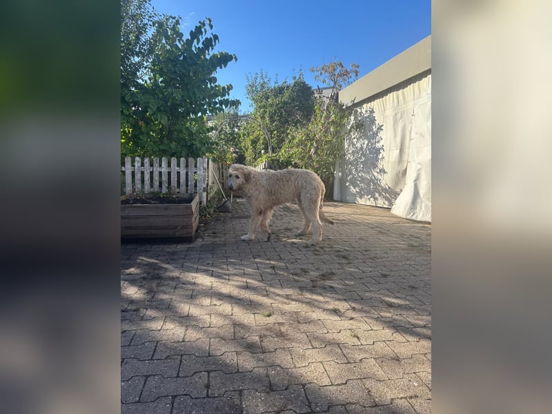 Falcor wartet in Deutschland auf seine Menschen