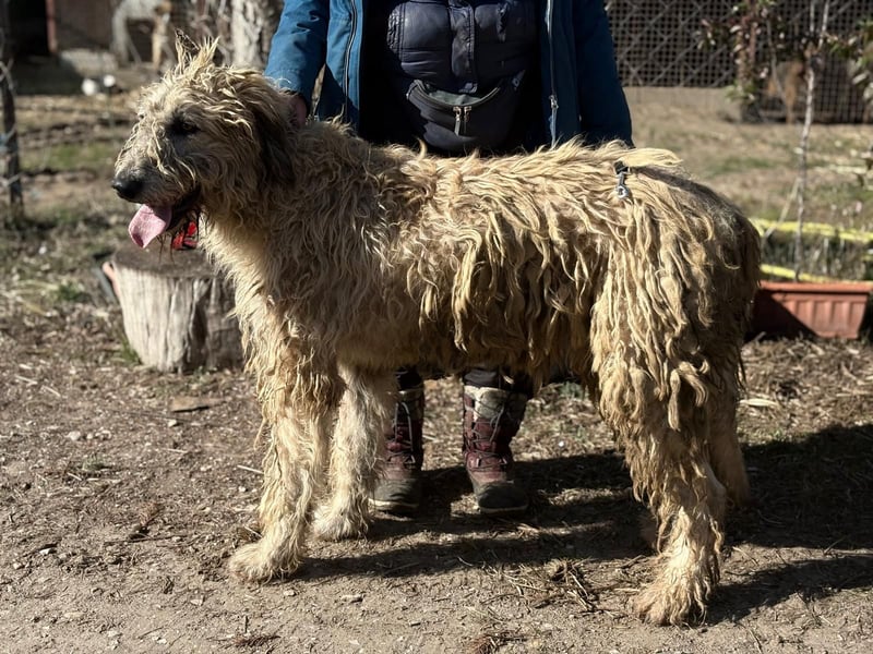 Falcor wartet in Deutschland auf seine Menschen