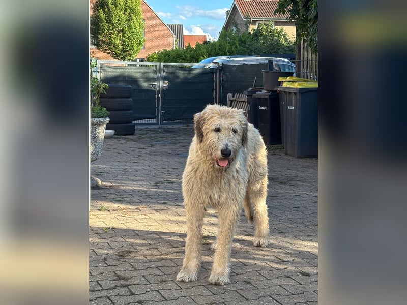 Falcor wartet in Deutschland auf seine Menschen