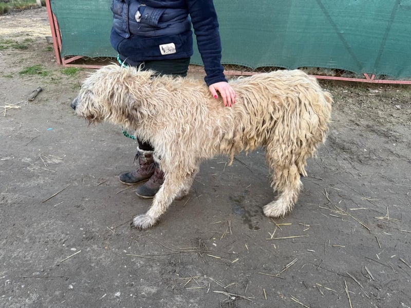 Falcor sucht sein Für-immer-Zuhause