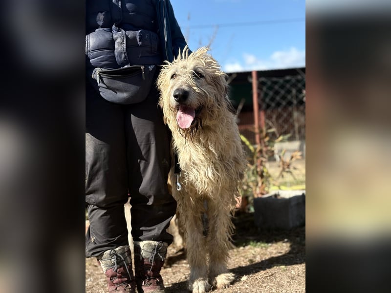 Falcor sucht sein Für-immer-Zuhause