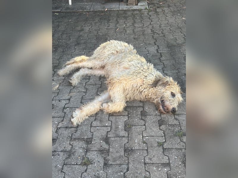 Falcor wartet in Deutschland auf seine Menschen