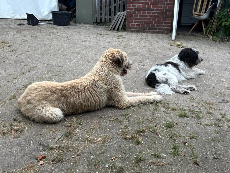 Falcor wartet in Deutschland auf seine Menschen