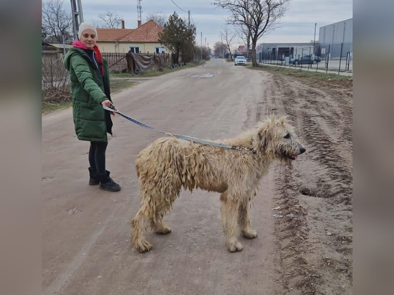 Falcor wartet in Deutschland auf seine Menschen