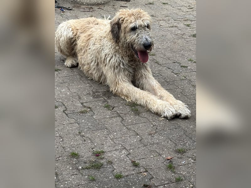 Falcor wartet in Deutschland auf seine Menschen