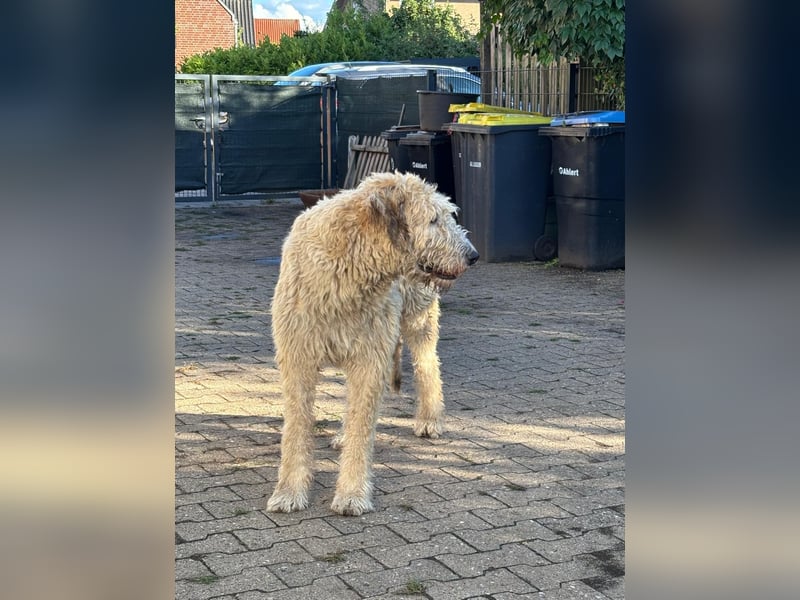 Falcor wartet in Deutschland auf seine Menschen