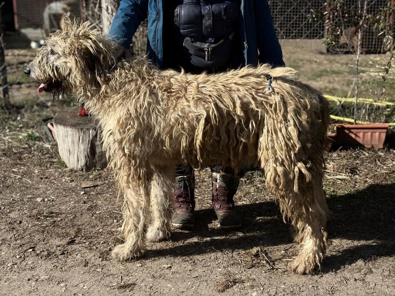 Falcor sucht sein Für-immer-Zuhause