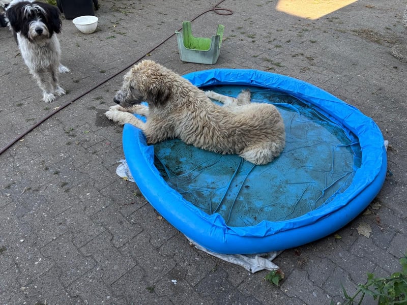 Falcor wartet in Deutschland auf seine Menschen