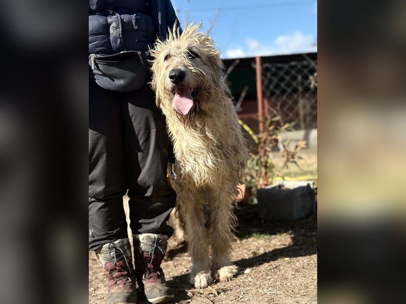 Falcor wartet in Deutschland auf seine Menschen