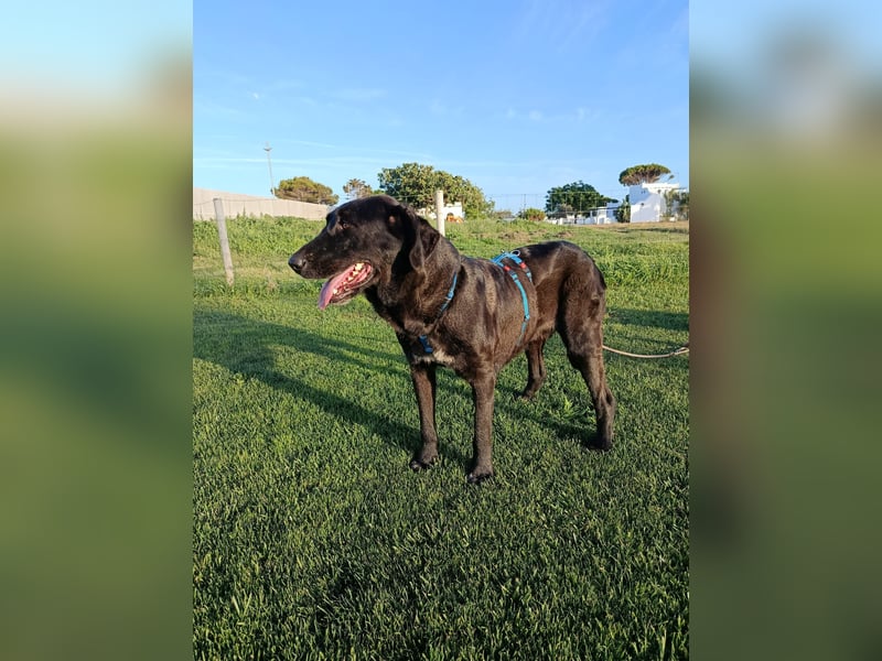 Irish Wolfhound-Mix-Mädchen sucht artgerechtes Zuhause