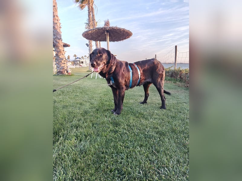 Irish Wolfhound-Mix-Mädchen sucht artgerechtes Zuhause